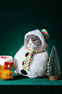Yeşil arka plan dikey kompozisyon üzerine Noel kardan adam elbisesi giymiş şirin İngiliz kısa hava kedisi.