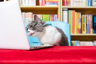 Sırtında kitap rafı olan dizüstü bilgisayar kullanan sevimli İngiliz kısa hava kedisi.