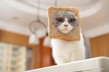 cut british shorthair cat with slice of bread on the head in a living room