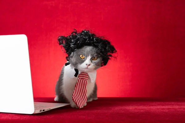 Brytyjski Krótkowzroczny Kot Peruką Krawatem Jak Bizneswoman Pracujący Laptopem Patrzący — Zdjęcie stockowe