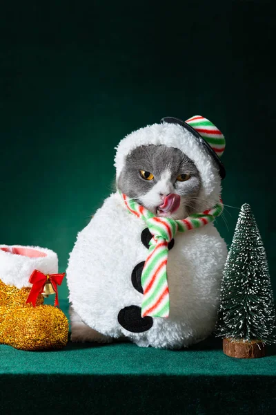 Słodkie Brytyjski Krotkie Kot Boże Narodzenie Bałwan Sukienka Zielone Tło — Zdjęcie stockowe