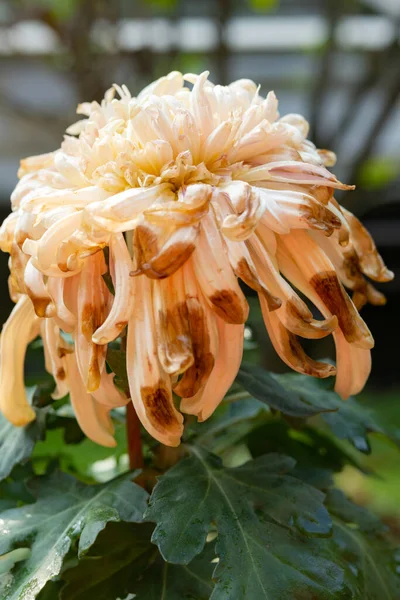 Flor Crisantemo Color Ocre Descolorida Composición Vertical Aire Libre — Foto de Stock