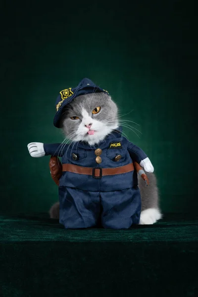 Gatto Inglese Stenografia Indossa Costume Cosplay Poliziotti Sfondo Verde Composizione — Foto Stock