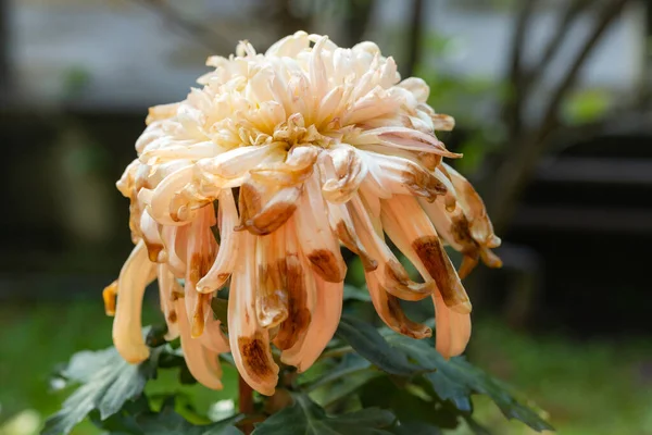 Flor Crisantemo Color Ocre Descolorido Composición Horizontal Aire Libre — Foto de Stock