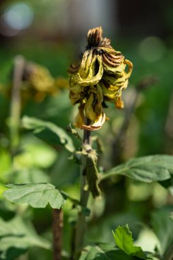 yan görünüş ölü kasımpatı çiçekleri açık havada dikey kompozisyonda