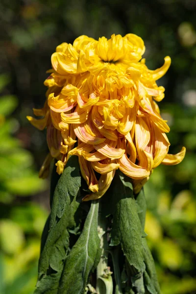 Faded Yellow Color Chrysanthemum Flower Outdoor Vertical Composition — Stock Photo, Image