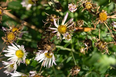 Üst manzara ölü kasımpatı çiçekleri açık havada.