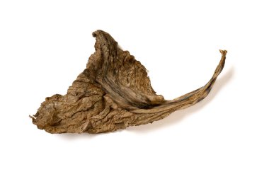 top view a piece of moldy vegetable on white background