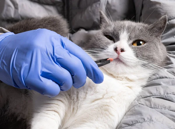 giving a pill to a cat