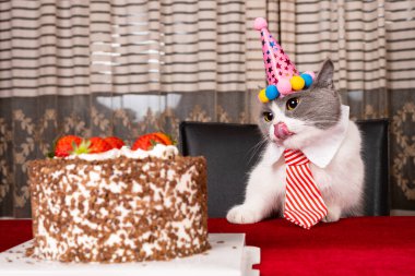 Şirin İngiliz kısa hava kedisi doğum gününü yatay olarak kutluyor.