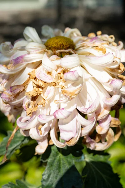 Vista Lateral Desvaneció Núcleo Flores Crisantemo Con Varios Pétalos Exterior — Foto de Stock