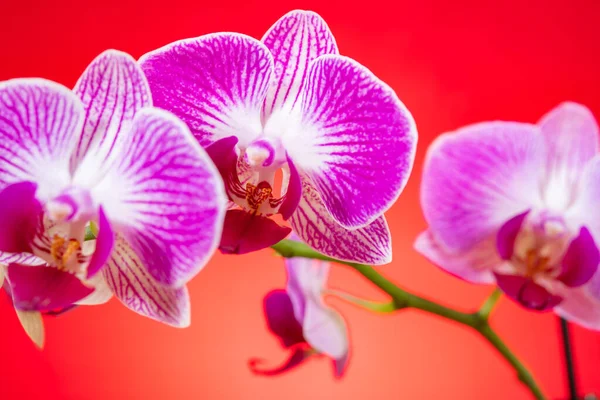 Kwitnące Orchidee Czerwonym Tle Składu Poziomego — Zdjęcie stockowe