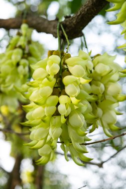 Çiçekli mukoza kuşu dikey bahar kompozisyonu