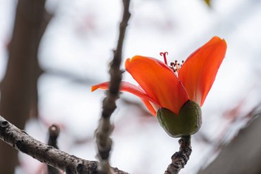 çiçek açan Bombax ceiba veya kırmızı pamuk yatay bileşimi