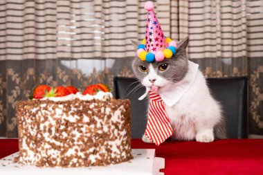 Şirin İngiliz kısa hava kedisi doğum gününü yatay olarak kutluyor.