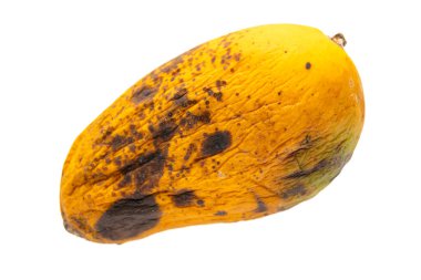 Beyaz arka planda solucanlar olan çürük mango.