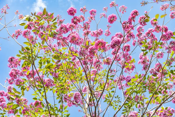 Beautiful Blooming Tabebuia Rosea Tabebuia Chrysantha Nichols Blue Sky Horizontal — Stock Fotó