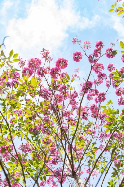 Bela Florescendo Tabebuia Rosea Tabebuia Chrysantha Nichols Composição Vertical — Fotografia de Stock