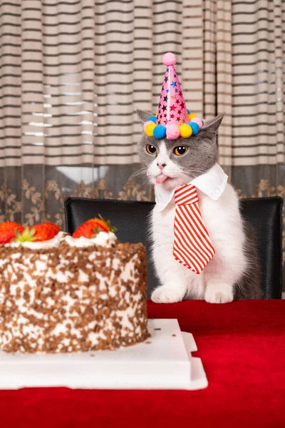 Bonito Britânico Shorthair Gato Celebrando Seu Aniversário Composição Vertical — Fotografia de Stock