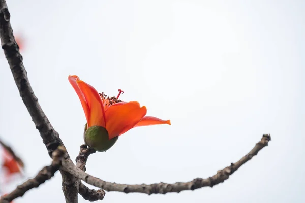 Florescendo Bombax Ceiba Algodão Vermelho Composição Horizontal — Fotografia de Stock