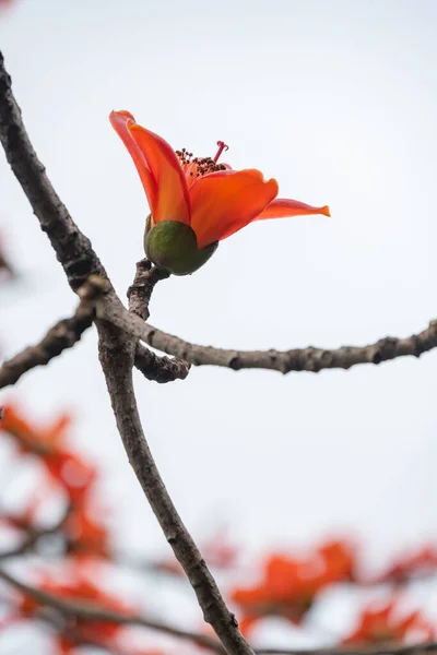 Florescendo Bombax Ceiba Composição Vertical Algodão Vermelho — Fotografia de Stock