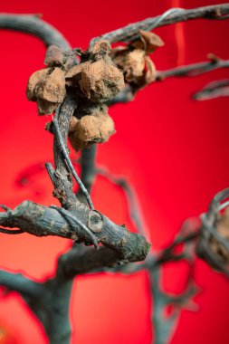 Soluk Chaenomeles japonica Lindl. dikey bileşimde kırmızı arkaplan üzerinde