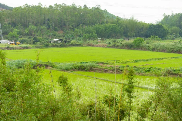 Frische Grüne Reisfelder Horizontale Zusammensetzung — Stockfoto