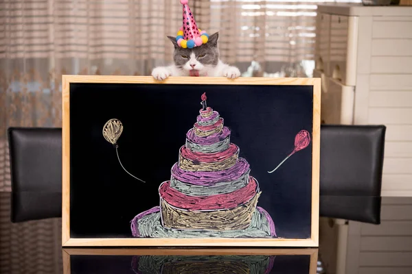 Cute British Shorthair Cat Blackboard Birthday Cake Celebrating Her Year — Stock Photo, Image