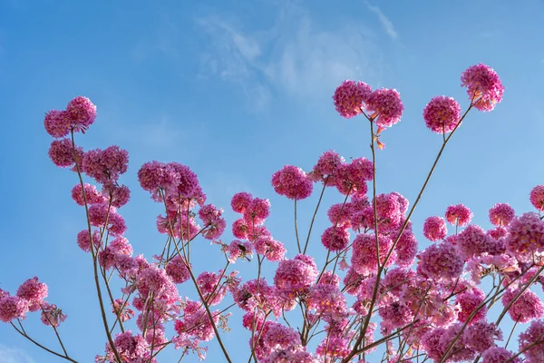 Gyönyörű Virágzó Tabebuia Rosea Vagy Tabebuia Chrysantha Nichols Kék Alatt — Stock Fotó