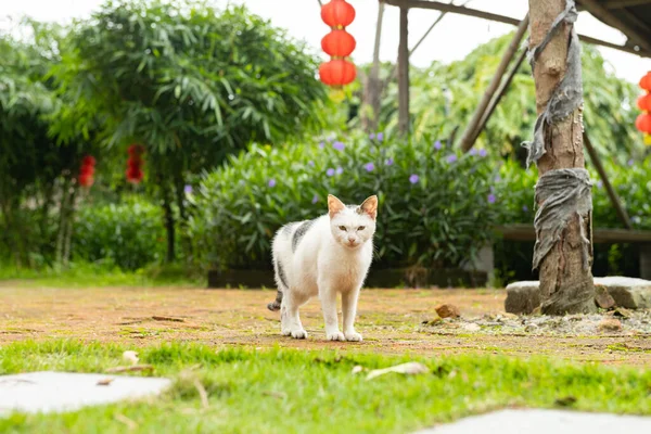 Yerde Duran Vahşi Bir Kedi — Stok fotoğraf