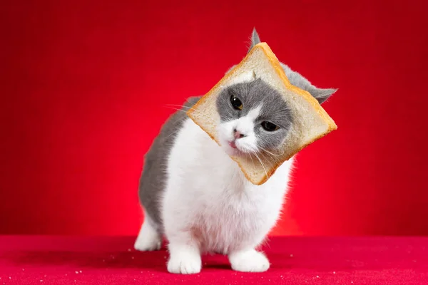 Roztomilý Britský Krátkosrstý Kočka Krajíc Chleba Hlavě Červeném Pozadí Horizontální — Stock fotografie