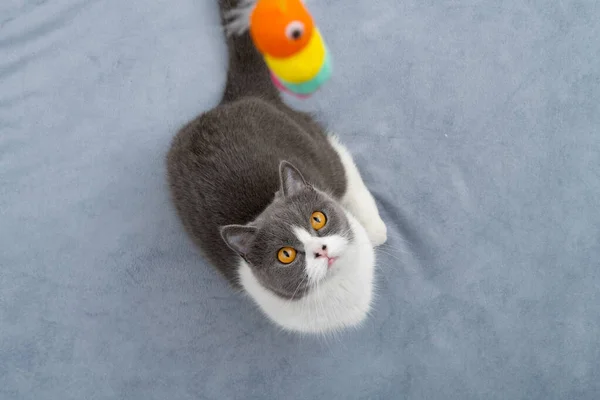 Manzaralı Ngiliz Kısa Hava Kedisi Başındaki Oyuncak Solucana Bakıyor — Stok fotoğraf