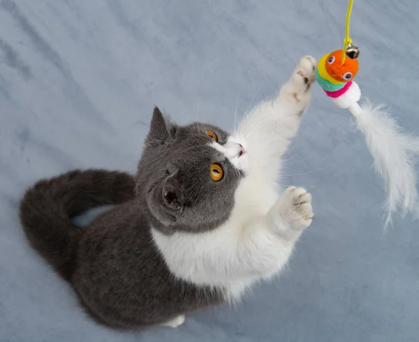 トップ表示イギリスのショートヘア猫はおもちゃのワームをキャッチしようとして — ストック写真