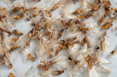Kapalı alan sivrisineği ve böcek katili tarafından öldürülen bir sürü ölü karınca var.