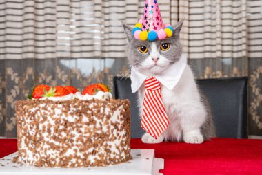 Şirin İngiliz kısa hava kedisi doğum gününü yatay olarak kutluyor.