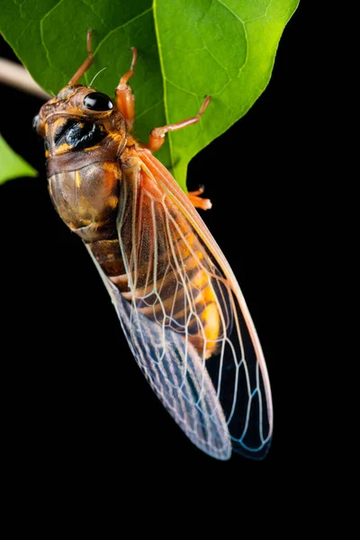 Ağustos Böceği Kabuğundan Çıktı Yaklaşık Bir Saat Içinde Dikey Bileşim — Stok fotoğraf