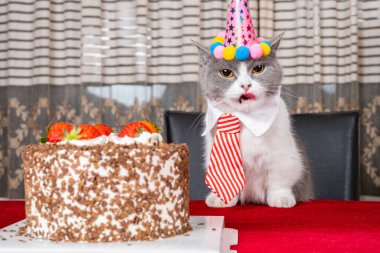 Şirin İngiliz kısa hava kedisi doğum gününü yatay olarak kutluyor.