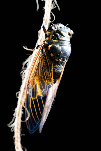 Bir Ağustos Böceğinin Ertesi Sabahı Kabuğundan Çıktı Dikey Bileşiminden Çıktı — Stok fotoğraf