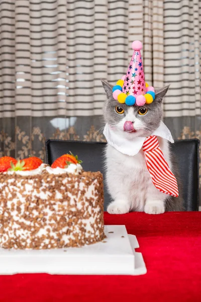 Bonito Britânico Shorthair Gato Celebrando Seu Aniversário Composição Vertical — Fotografia de Stock