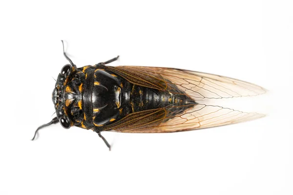 Een Zwart Gouden Kleur Cicade Witte Achtergrond — Stockfoto