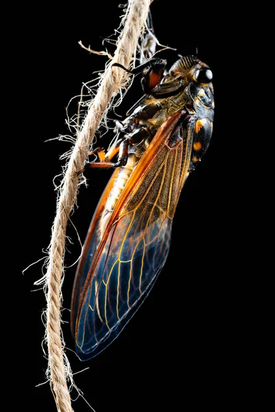 Late Nacht Van Een Cicade Geschild Kwam Uit Schaal Verticale — Stockfoto