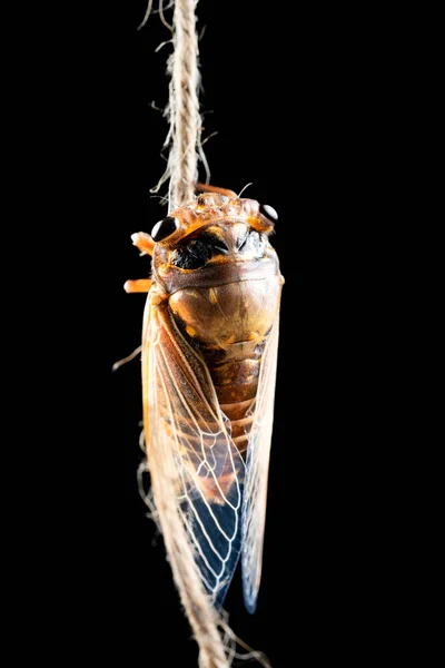 Cicade Net Geschild Kwam Uit Schelp Ongeveer Een Uur Tijd — Stockfoto
