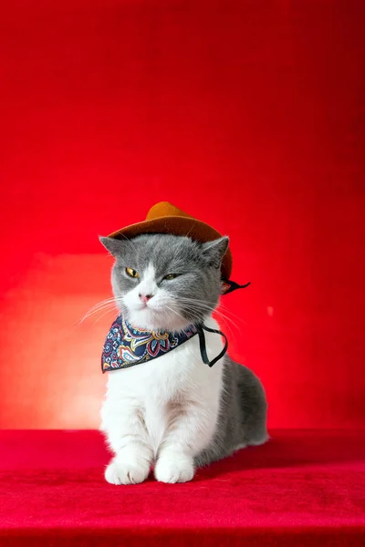 British Shorthair Cat Wears Cowboy Cosplay Costume Vertical Composition — Stock Photo, Image