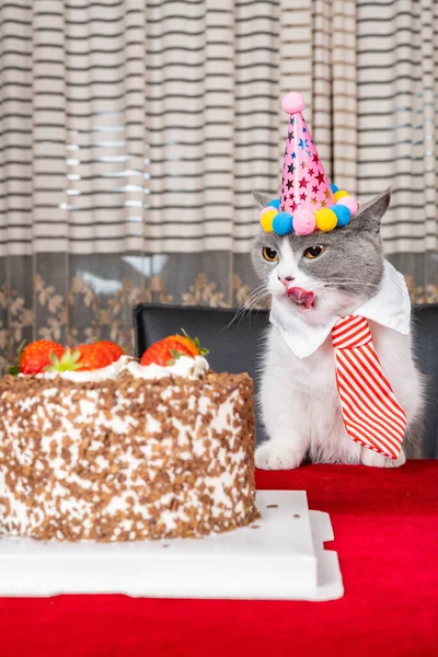 Słodkie Brytyjski Krotkie Kot Świętując Jej Urodziny Pionowy Skład — Zdjęcie stockowe