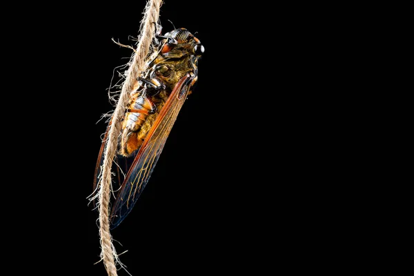 Late Nacht Van Een Cicade Geschild Kwam Uit Schelp Horizontale — Stockfoto