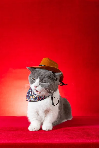 British Shorthair Cat Wears Cowboy Cosplay Costume Vertical Composition — Stock Photo, Image