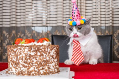 Şirin İngiliz kısa hava kedisi doğum gününü yatay olarak kutluyor.