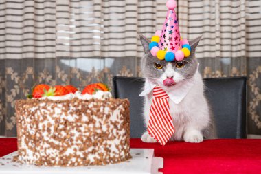 Şirin İngiliz kısa hava kedisi doğum gününü yatay olarak kutluyor.