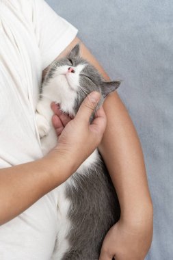 Adam hoş bir İngiliz kısa hava kedisini nazikçe okşuyor ve kadın bundan çok hoşlanıyor.