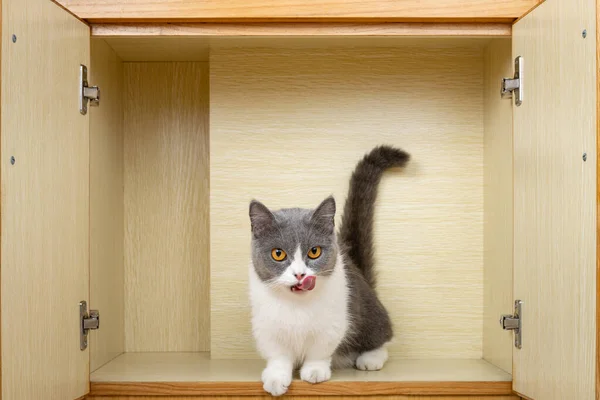 クローゼットの中にいるイギリスのショートヘアの猫は — ストック写真